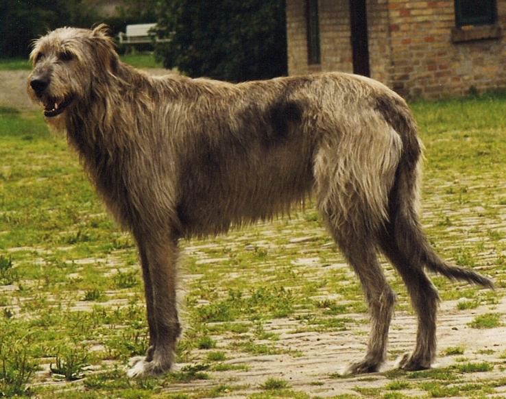 10. Irish Wolfhound